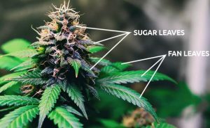 sugar leaves